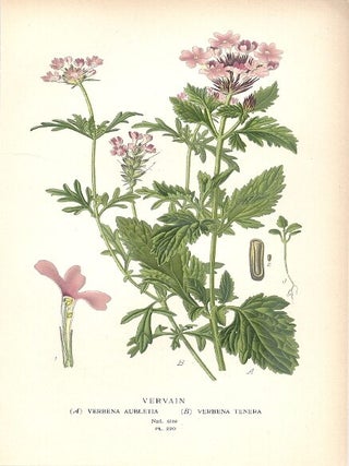 Item #102851 (A) VERBENA AUBLETIA (B) VERBENA TENERA
