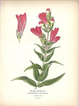 Item #102852 BEARD-TONGUE (PENTSTEMON HARTWEGI