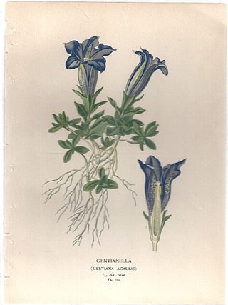 Item #102857 GENTIANELLA (GENTIANA ACAULIS