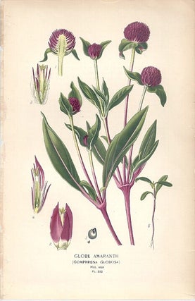 Item #102858 GLOBE AMARANTH (GOMPHRENA GLOBOSA