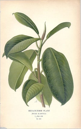Item #102860 INDIA-RUBBER PLANT (FICUS ELASTICA