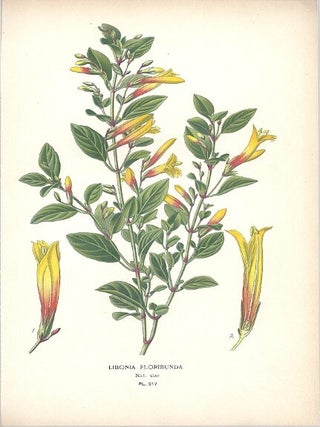 Item #102862 LIBONIA FLORIBUNDA