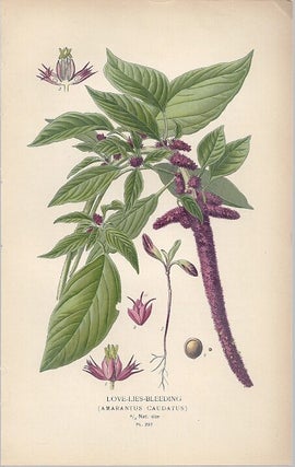 Item #102864 LOVE-LIES-BLEEDING(AMARANTUS CAUDATUS