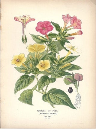 Item #102865 MARVEL OF PERU (MIRABILIS JALAPA