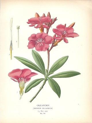 Item #102867 OLEANDER (NERIUM OLEANDER