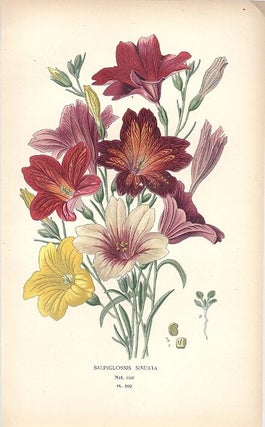 Item #102873 SALPIGLOSSIS SINUATA