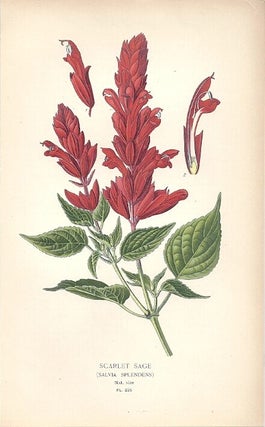 Item #102874 SCARLET SAGE (SALVIA SPLENDENS