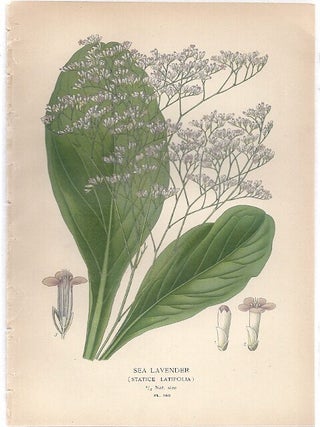 Item #102875 SEA LAVENDER (STATICE LATIFOLIA