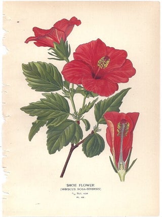 Item #102876 SHOE FLOWER (HIBISCUS ROSA-SINENSIS