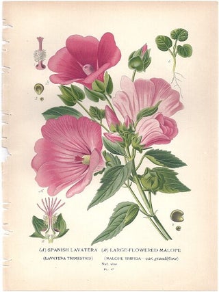 Item #102878 SPANISH LAVATERA, LARGE-FLOWERED MALOPE