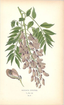 Item #102880 WISTARIA SINENSIS