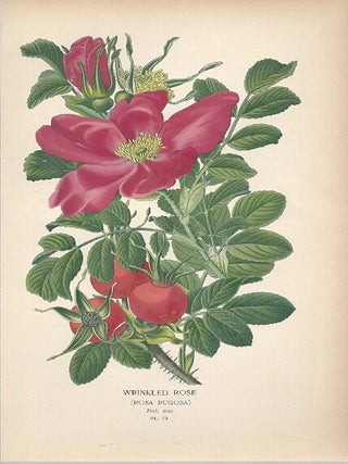 Item #102881 WRINKLED ROSE (ROSA RUGOSA