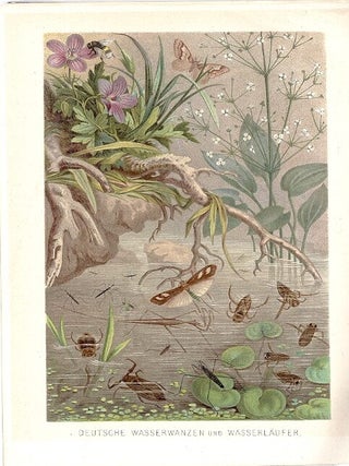 Item #102885 DEUTSCHE WASSERWANZEN UND WASSERLAUFER (German Water and Bugs). Alfred Brehm