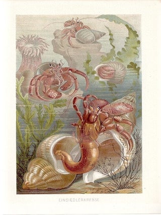 Item #102886 EINSIEDLERKREBSE (Hermit Crabs). Alfred Brehm