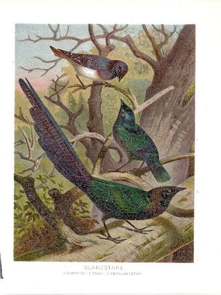 Item #102888 GLANZSTARE (Starlings). Alfred Brehm