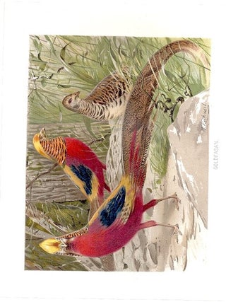 Item #102889 GOLDFASAN (Golden Pheasant). Alfred Brehm