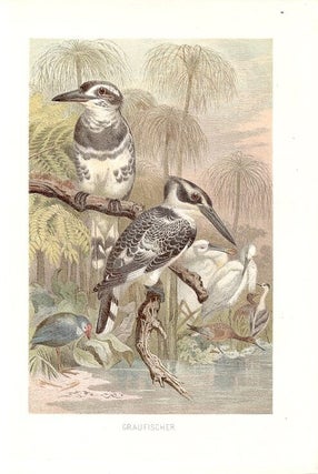 Item #102890 GRAUFISCHER (Pied Kingfisher). Alfred Brehm
