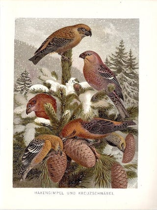 Item #102892 HAKENGIMPEL UND KREUZSCHNABEL (Grosbeak and Crossbill). Alfred Brehm