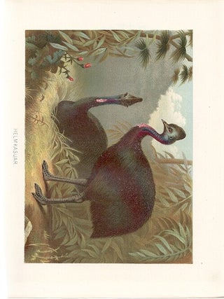 Item #102893 HELMKASUAR (Southern Cassowary). Alfred Brehm