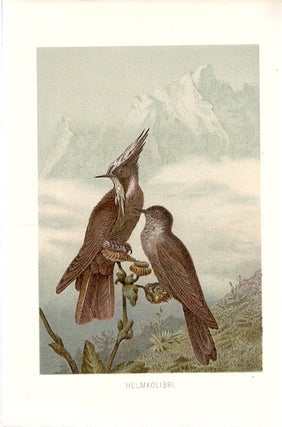 Item #102894 HELMKOLIBRI (Helm Hummingbird). Alfred Brehm