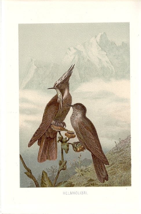 Item #102894 HELMKOLIBRI (Helm Hummingbird). Alfred Brehm.