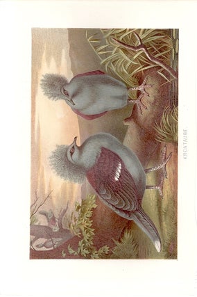 Item #102897 KRONTAUBE (Western Crowned Pigeon). Alfred Brehm