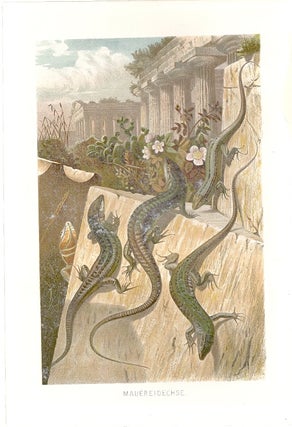 Item #102899 MAUEREIDECHSE (Wall Lizard). Alfred Brehm