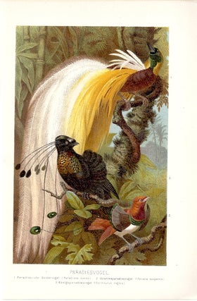 Item #102902 PARADIESVOGEL (Birds of Paradise). Alfred Brehm