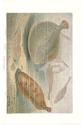 Item #102903 PLATTFISCHE (Flatfish). Alfred Brehm
