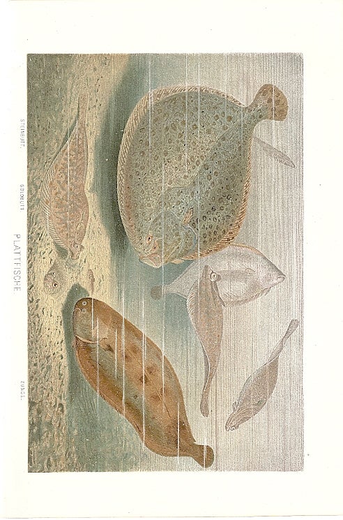 Item #102903 PLATTFISCHE (Flatfish). Alfred Brehm.