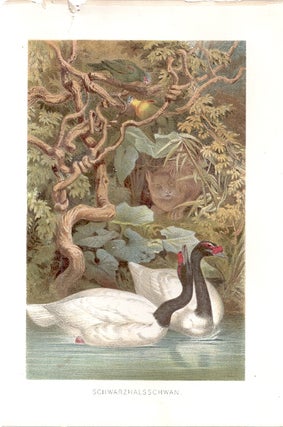 Item #102906 SCHWARZHALSSCHWAN (Black-necked Swan). Alfred Brehm
