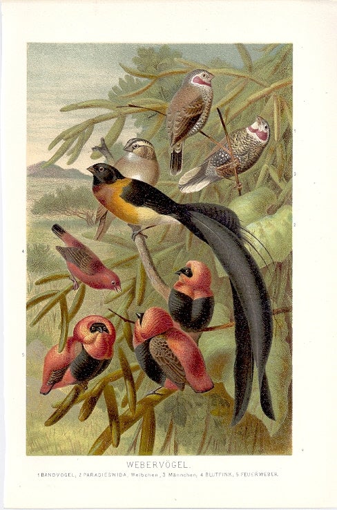 Item #102911 WEBERVOGEL (Weaver Birds). Alfred Brehm.